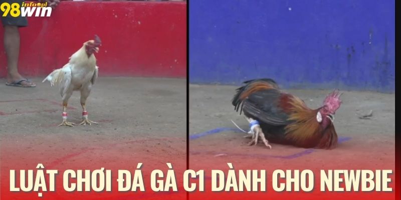 Hướng dẫn chi tiết luật chơi đá gà C1 dành cho newbie